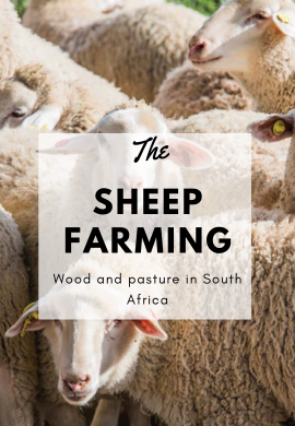 Wool and Pasture: The Enriching Story of Sheep Farming in South Africa.
